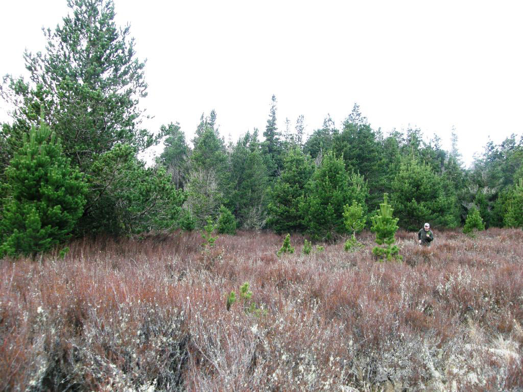 Pinus contorta spread into monao shrubland, Rangitekei, New Zealand