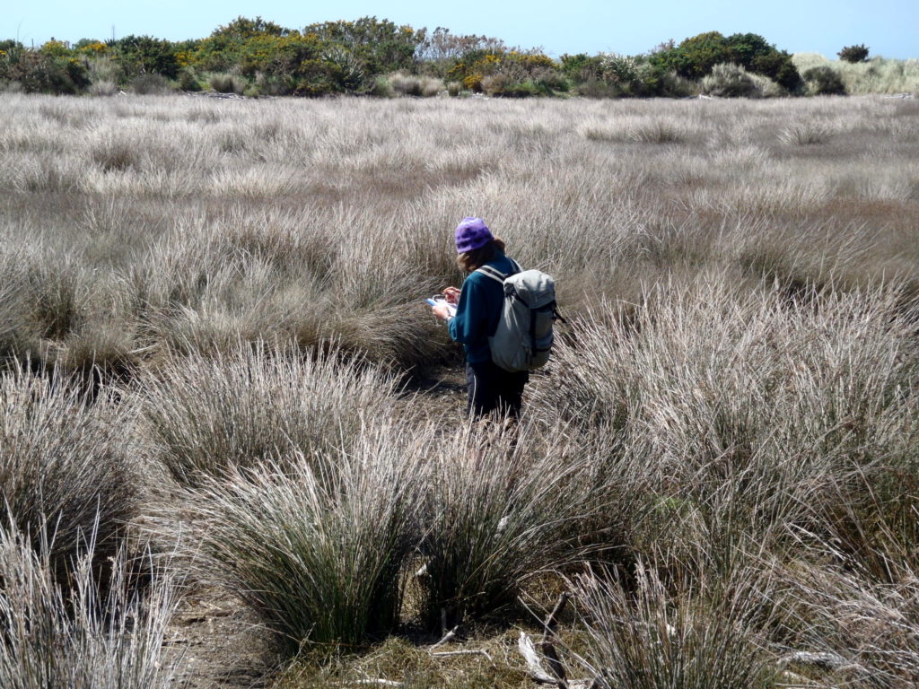 Natural character and ecological assessment Ruataniwha Spit and saltmarsh, Golden Bay, New Zealand