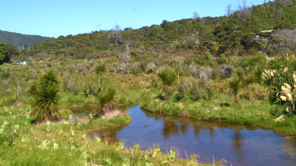 Re-established ponds and plantings, Tangatapu floodplain ecological restoration project, Bay of Islands, New Zealand