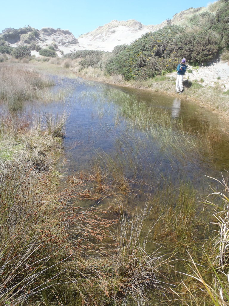 Coastal natural character assessment of a Farewell Spit dune swale, wetland and dunes