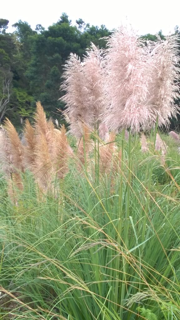 Pampas, Cortaderia jubata and C. sellona-C. jubata hybrid- invasive pest plants in New Zealand