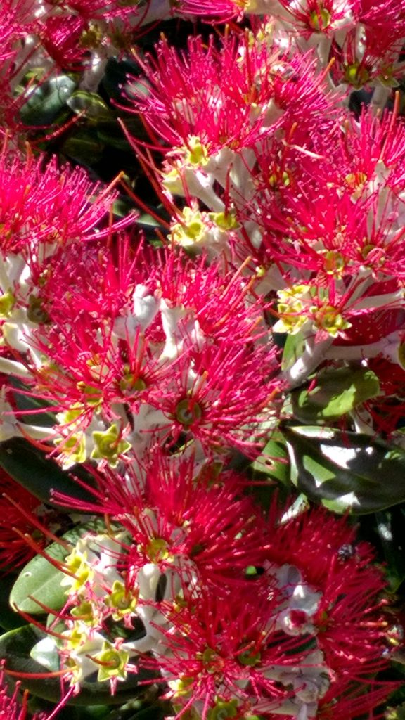 Pohutukawa flowers close-up, Cavalli Islands< New Zealand