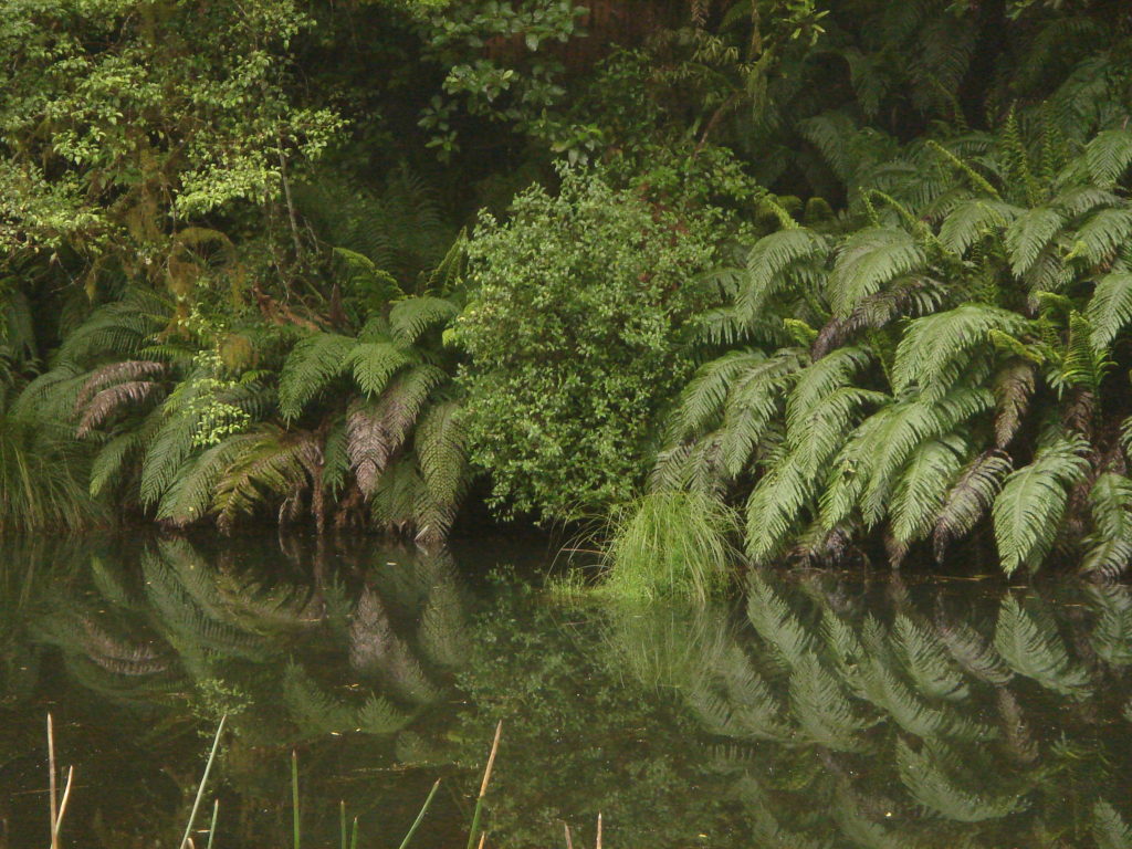 Native stream side vegetation, inner Bay of Islands, New Zealand